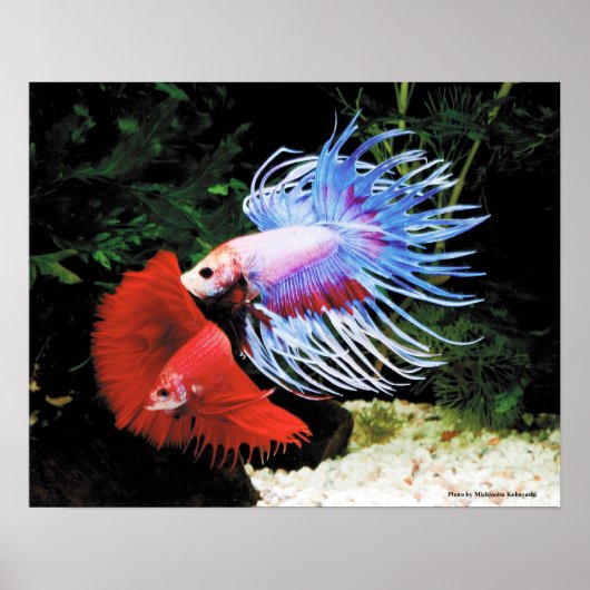 Bettaの ポ タ ー poster (Voorkant)