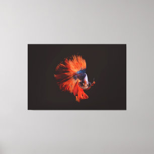Betta Fish Canvas Afdruk