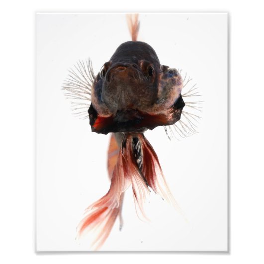 Betta Fish Face Foto Afdruk (Voorkant)