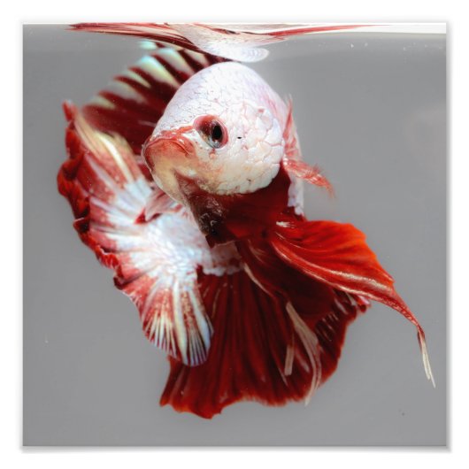 Betta Fish Foto Afdruk (Voorkant)