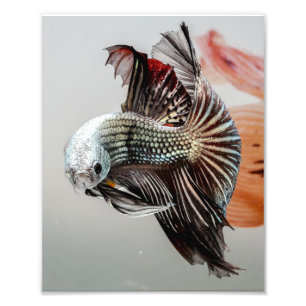 Betta Fish Foto Afdruk