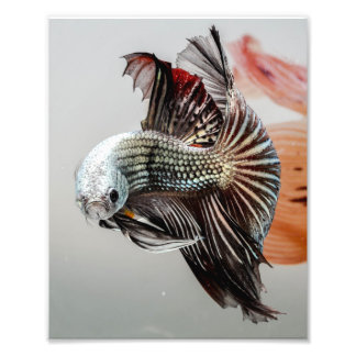 Betta Fish Foto Afdruk