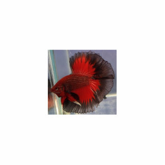 Betta Fish Sculpture Staand Fotobeeldje