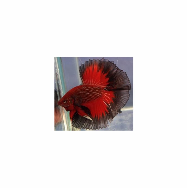 Betta Fish Sculpture Staand Fotobeeldje (Voorkant)