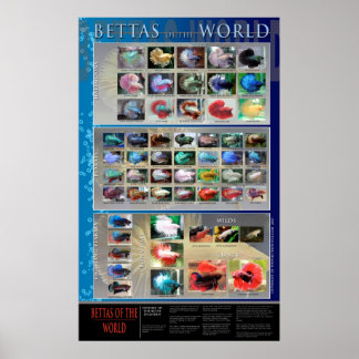 Betta Poster