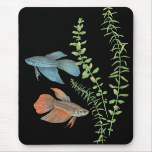 Betta splendens en Rotala indica Black Muismat