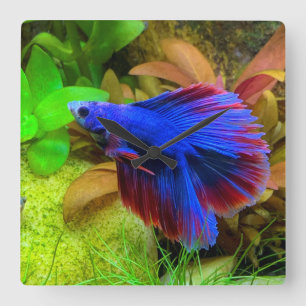 Betta Splendens Vierkante Klok