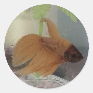 Betta-Sticker Ronde Sticker