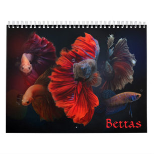 Betta vis Kalender