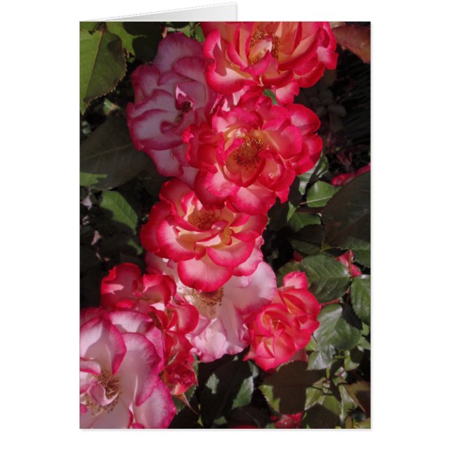 Betty Boop Rozen (Voorkant)