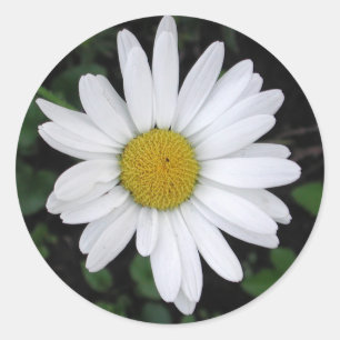 Betty's Daisy Ronde Sticker