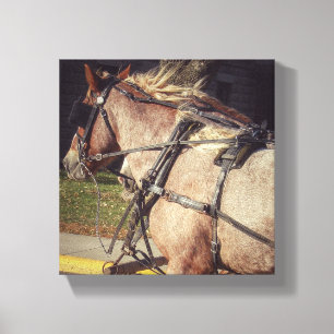 Beuatiful Horse Canvas Afdruk
