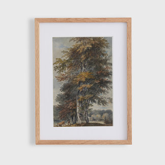 Beukenboom, man, runderen en schapen,  poster