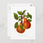 Beurre Durondeau Pear Briefkaart (Voorkant / Achterkant)