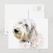 Beurre la carte postale Labradoodle (Devant / Derrière)