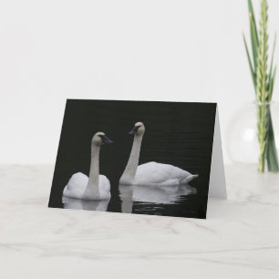 Beutiful Swans Anacortes Carte de remerciements