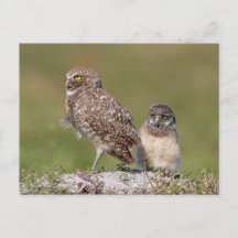 Bevallende Florida Gravuil Wildlife Foto