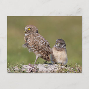 Bevallende Florida Gravuil Wildlife Foto Briefkaart