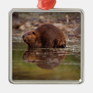 bever, Castor canadensis, gaat zwemmen Metalen Ornament