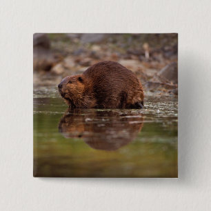 bever, Castor canadensis, gaat zwemmen Vierkante Button 5,1 Cm