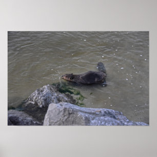 Bever in de Oceaan, Dauphin Ocean, Alabama Poster