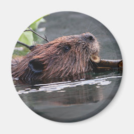 bever magneet