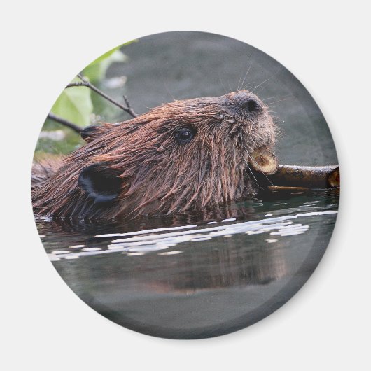 bever magneet (Voorkant)