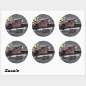 bever ronde sticker (Vel)