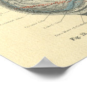  Bevroren Anatomische hersenen en schedel Poster (Hoek)