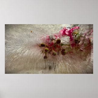 Bevroren Bloesems, Poster