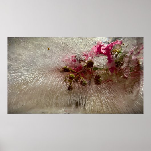 Bevroren Bloesems, Poster (Voorkant)