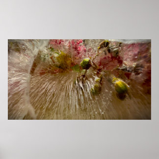 Bevroren Bloesems, Poster