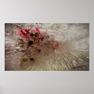 Bevroren Bloesems, Poster