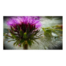 Bevroren Bloesems,