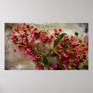 Bevroren Bloesems, Poster