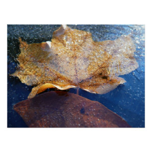 Bevroren Gele Esdoornblad Herfst Natuur Perfect Poster