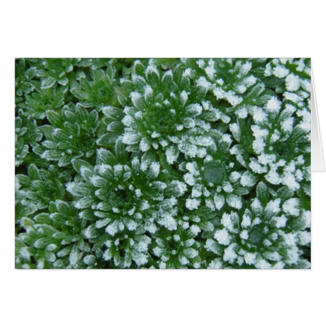 Bevroren groenen (Voorkant Horizontaal)