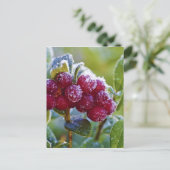 Bevroren lingonbessen briefkaart (Staand voorkant)