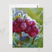 Bevroren lingonbessen briefkaart (Voorkant / Achterkant)