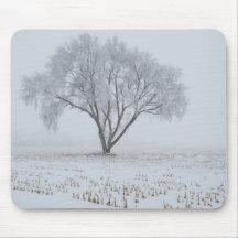 Bevroren op een eenzame boom