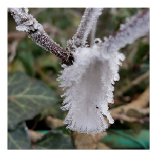 bevroren veer perfect poster