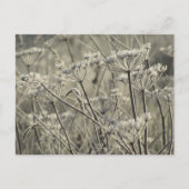 Bevuste Umbellifers Briefkaart (Voorkant)