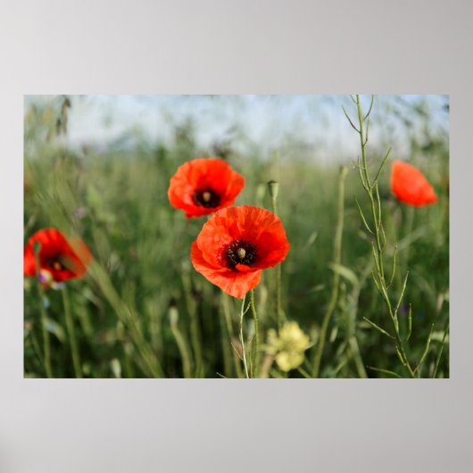 Bewakingspapieren Poster (Voorkant)