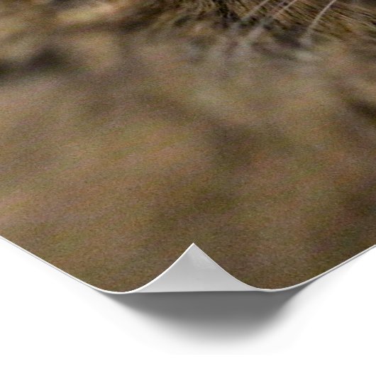 Beweging over Poster Bob (Hoek)