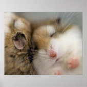 Beweging over Poster Bob (Voorkant)