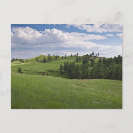 Beweide in het Custer State Park Briefkaart (Voorkant)