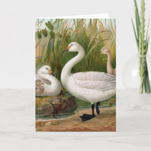 Bewick Swan Kaart