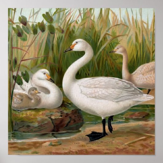Bewick Swan Poster (Voorkant)