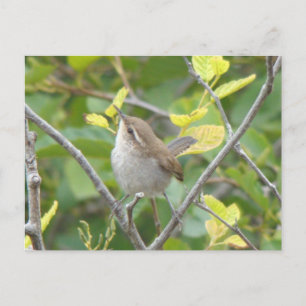 Bewick's Briefkaart