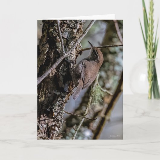 Bewicks Wren bedankkaart (Voorkant)